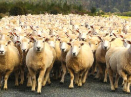 Raskite vilką tarp avių bandos, kol plėšrūnas nespėjo jomis pasivaišinti