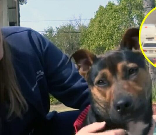 Slaugytoja sustoja gelbėti ant greitkelio bėgiojančio šuns: „Jam pasisekė, kad jis gyvas“