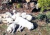 Miške buvo rasti surišti 8 šuniukai ir jų motina – dabar jie gerose rankose