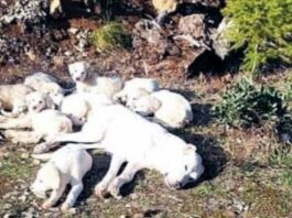 Miške buvo rasti surišti 8 šuniukai ir jų motina – dabar jie gerose rankose