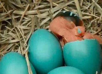 Lizde yra mėlynų kiaušinių – kai po 10 dienų pagaliau išsirita jaunikliai, visi nustemba