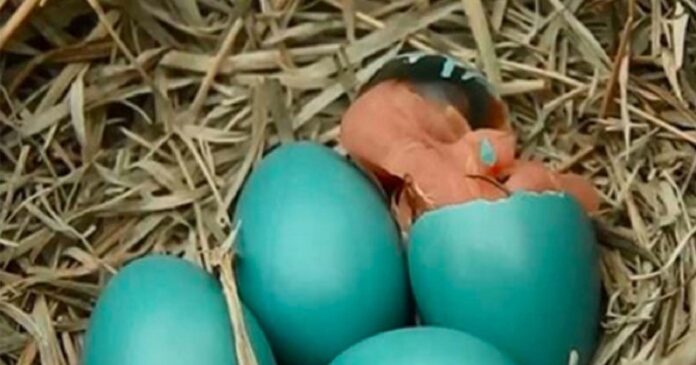 Lizde yra mėlynų kiaušinių – kai po 10 dienų pagaliau išsirita jaunikliai, visi nustemba